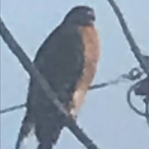 Meet your Posher, Darrell